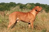 DOGUE DE BORDEAUX 481